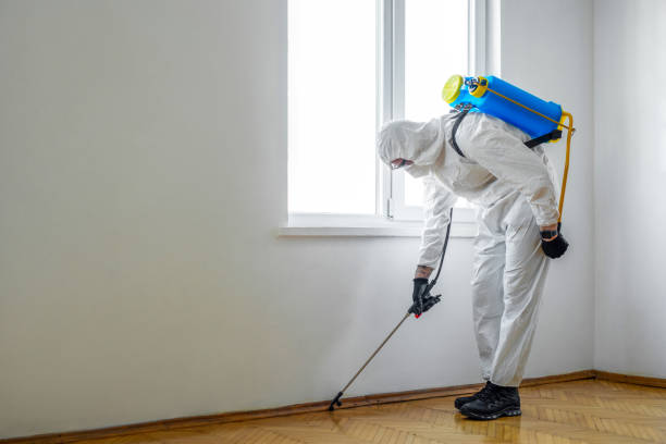 Wasp Removal Services in Beckett, NJ